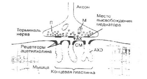 Нервно-мышечное соединение